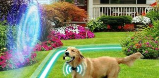 How to Train Your Dog on the Wireless Fence