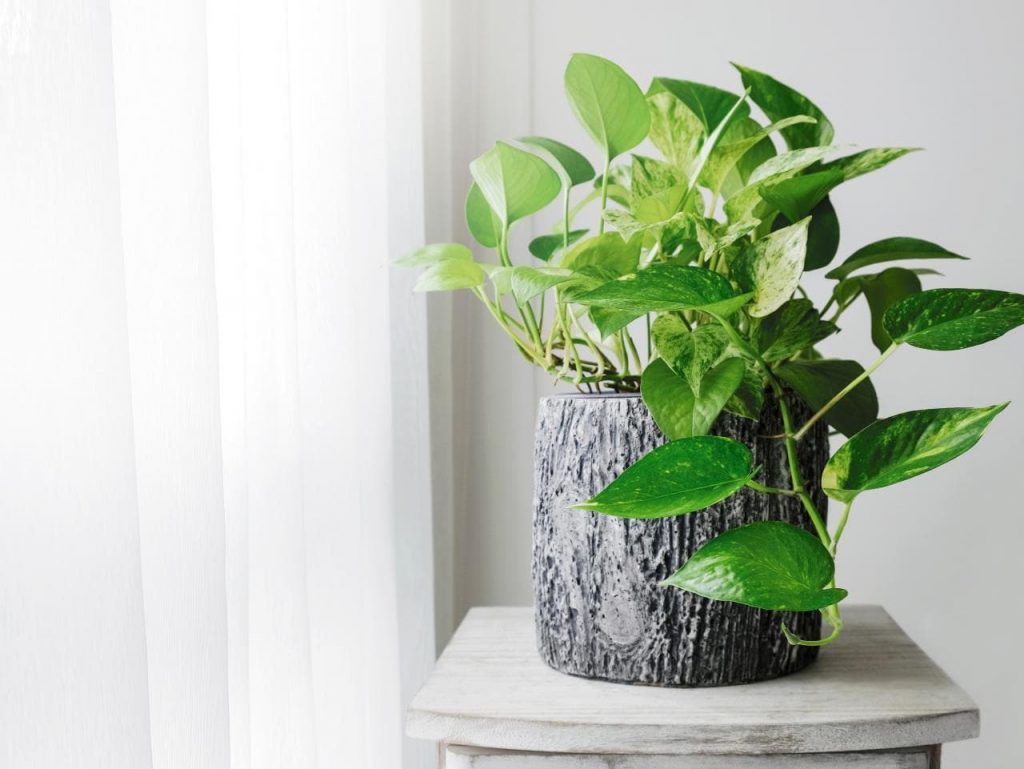 Four Keys To Take Care Of Your Indoor Plants