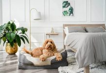How to Choose the Right Dog Bed A Comfort Guide for Your Pup