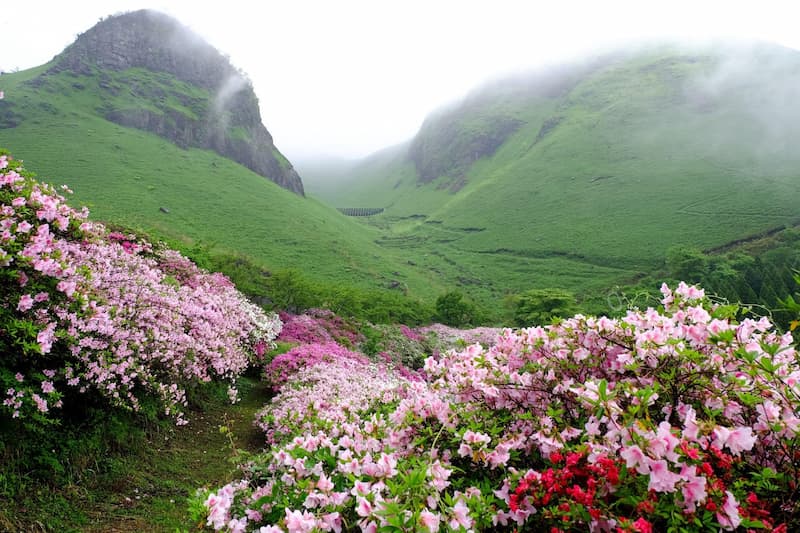 discovering the valley of flowers