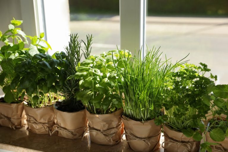 How to Grow Indoor Herbs: A Fresh Start to Home Gardening